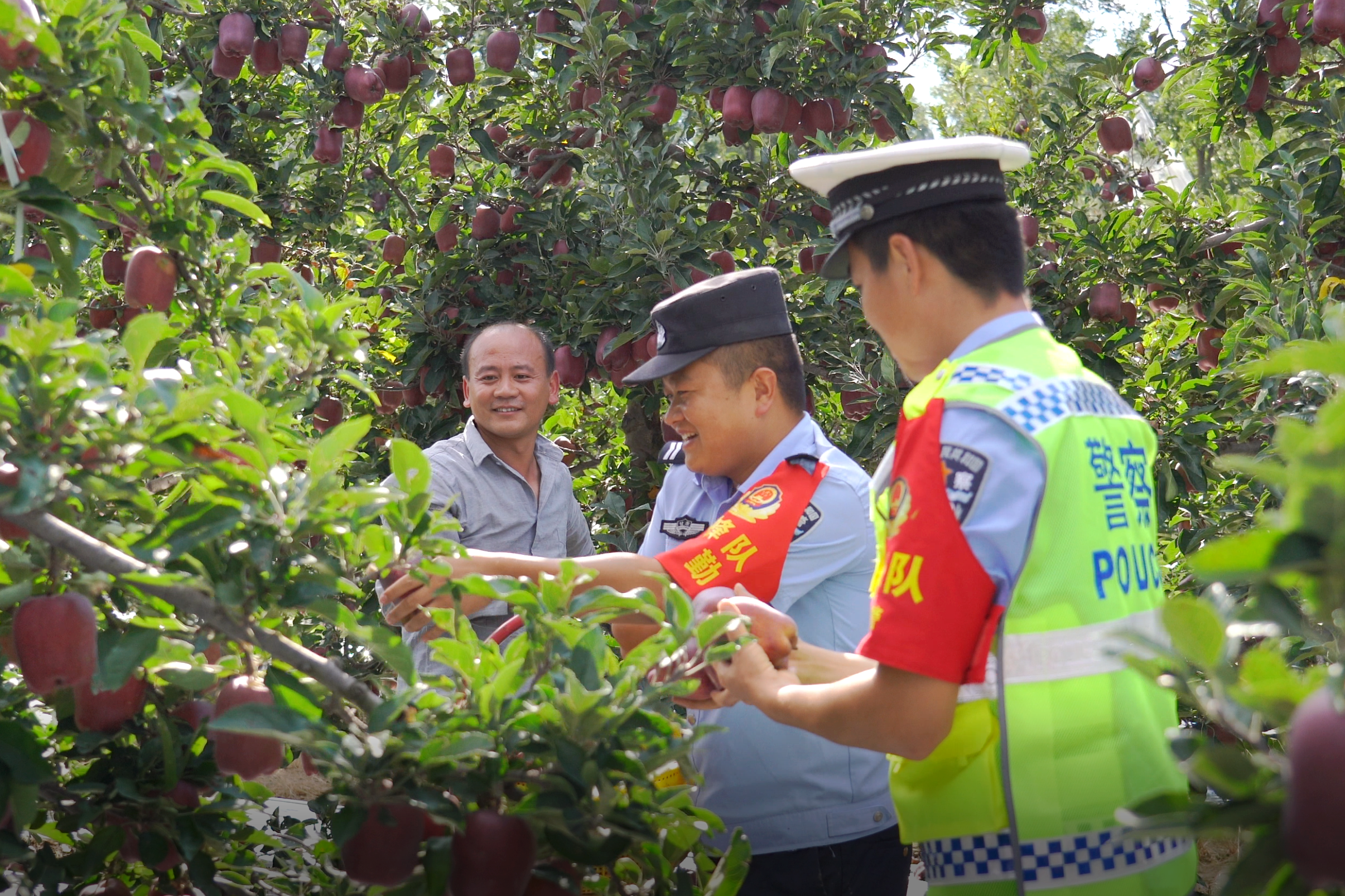 “苹”安警务护航丰收季　“小蜂队”酿出基层治理“平安蜜”——伯阳派出所推动“主防警务”落地见效1.png